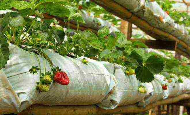 ang pinakamahusay na mga greenhouse strawberry