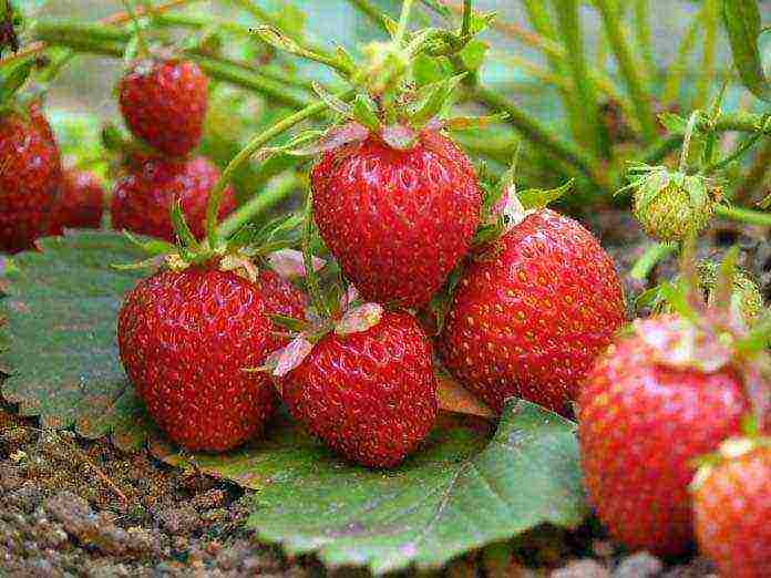 the best greenhouse strawberries