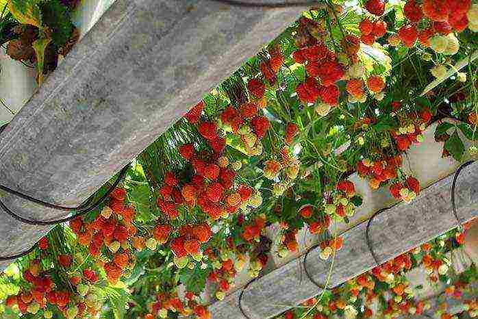 the best greenhouse strawberries