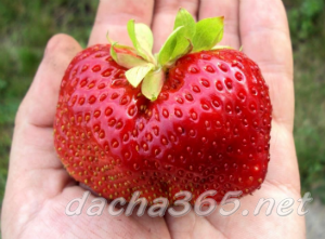 the best greenhouse strawberries