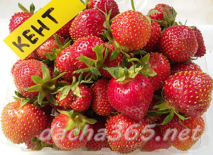 the best greenhouse strawberries