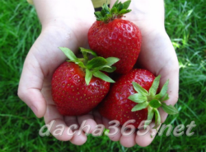 the best greenhouse strawberries