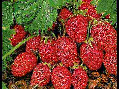 ang pinakamahusay na mga pagkakaiba-iba ng prutas ng mga strawberry