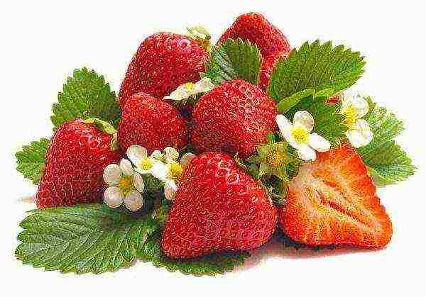 the best fruit varieties of strawberries