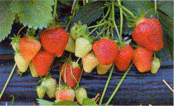 the best fruit varieties of strawberries