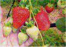 the best fruit varieties of strawberries