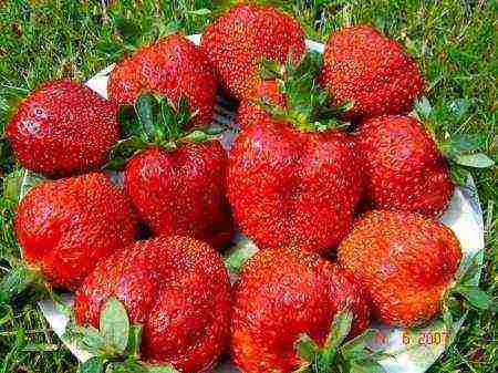 ang pinakamahusay na mga pagkakaiba-iba ng prutas ng mga strawberry