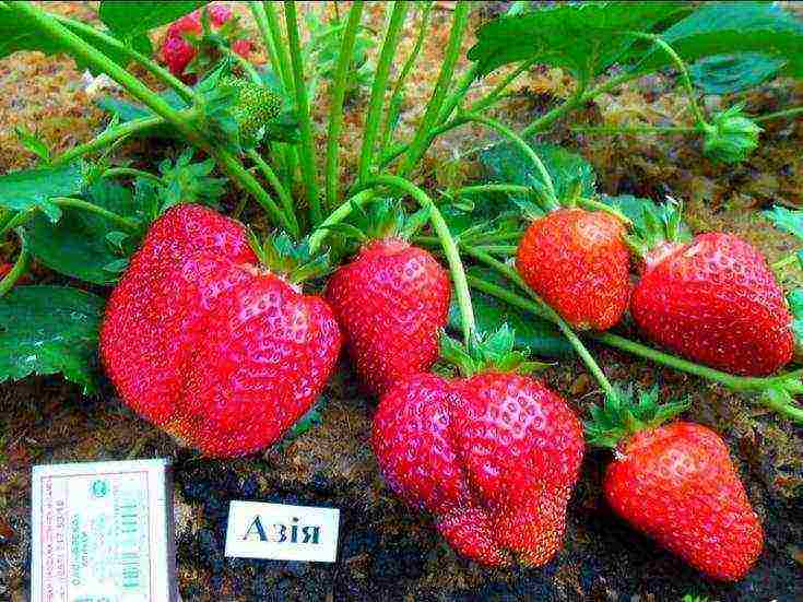 ang pinakamahusay na mga pagkakaiba-iba ng prutas ng mga strawberry