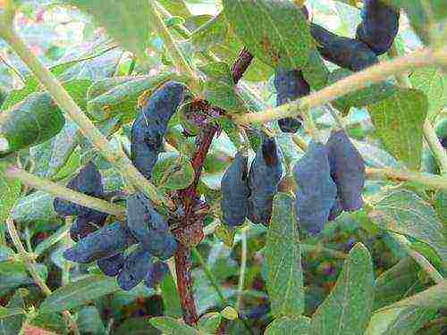 the best yielding varieties of honeysuckle