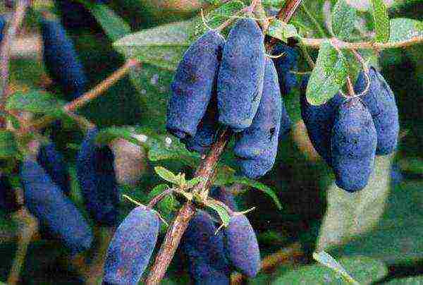 the best yielding varieties of honeysuckle