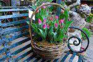 the best forcing varieties of tulips