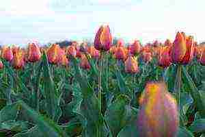 the best forcing varieties of tulips