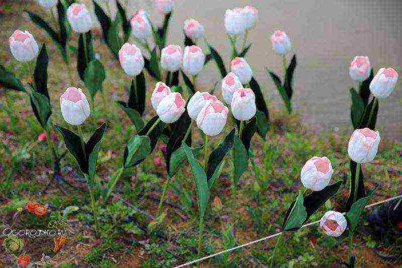 the best forcing varieties of tulips