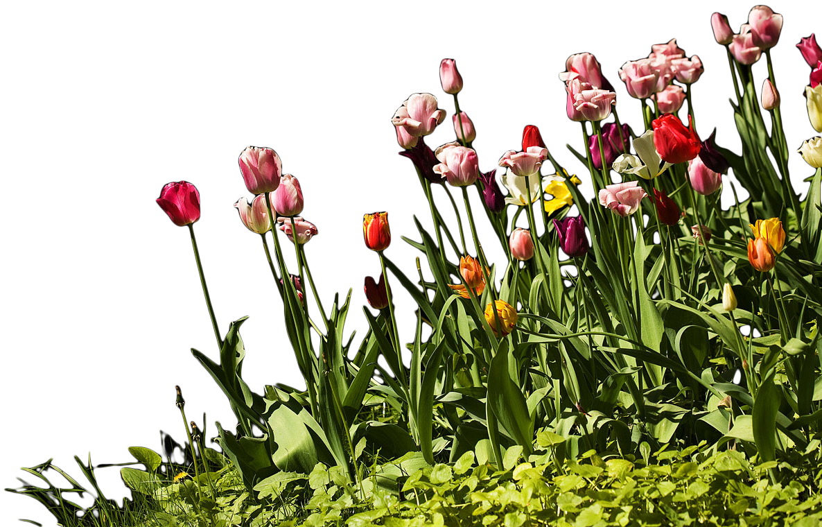 the best forcing varieties of tulips