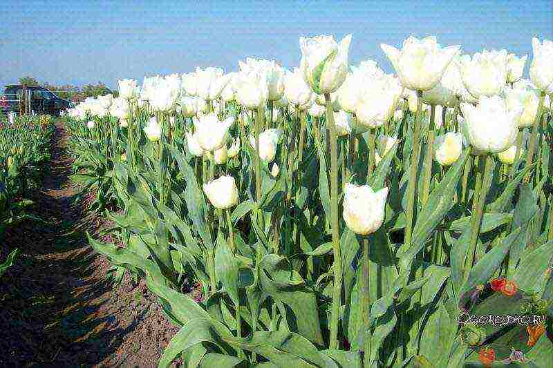 the best forcing varieties of tulips