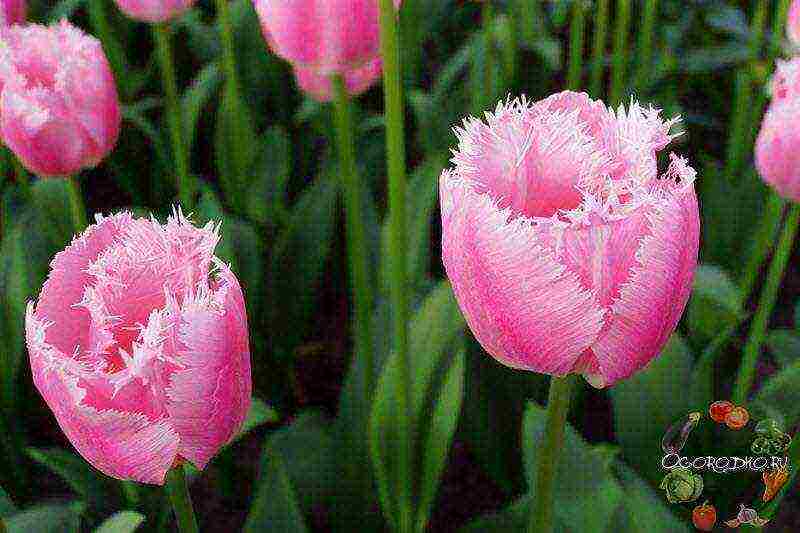 the best forcing varieties of tulips