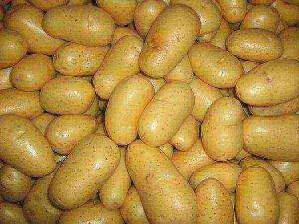 the best high-yielding potatoes