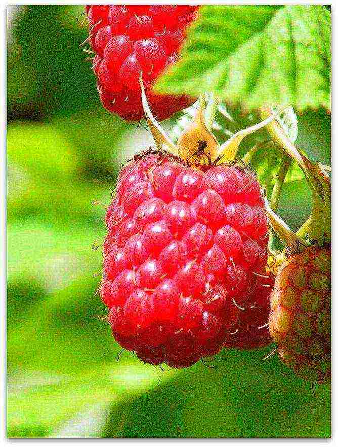 the best foreign varieties of raspberries