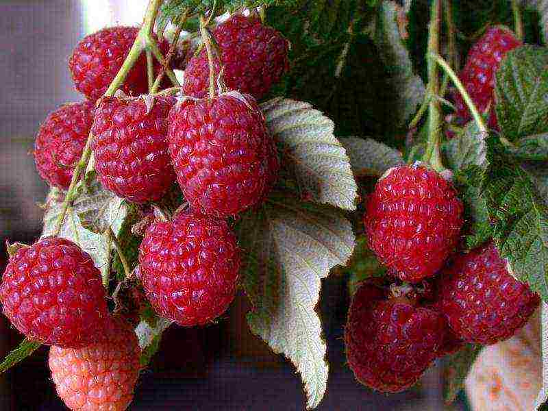 the best foreign varieties of raspberries