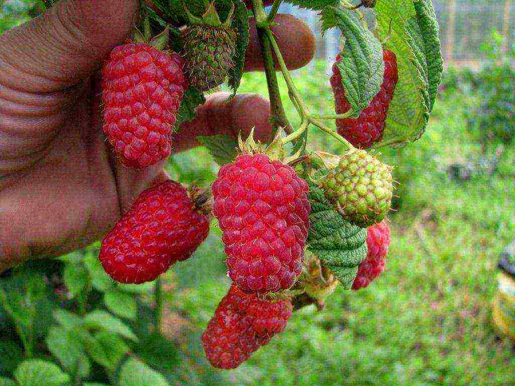 the best foreign varieties of raspberries