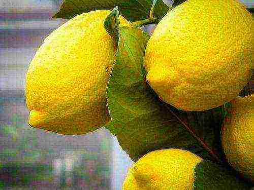 best indoor lemon