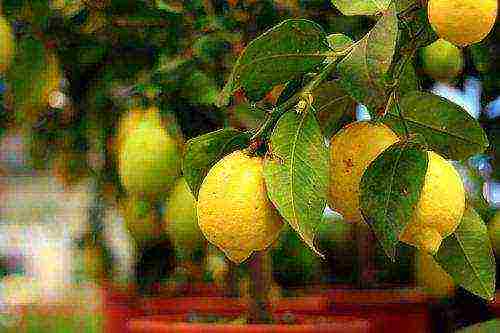 best indoor lemon