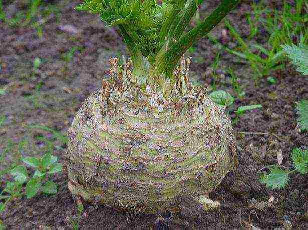 best root celery