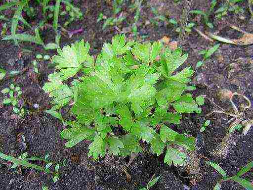 pinakamahusay na root celery