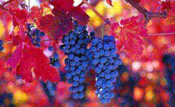 best red grape