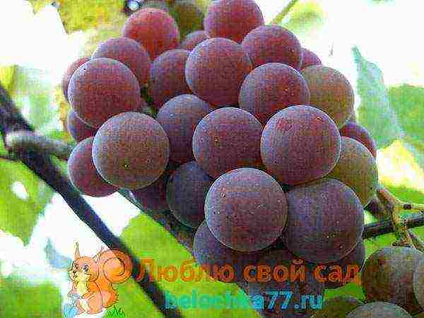 best red grape