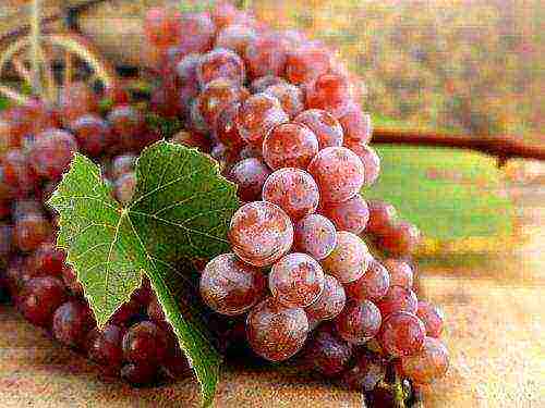 best red grape