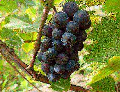 best red grape