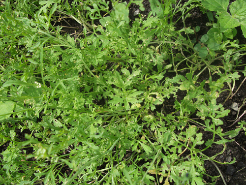 pinakamahusay na salad ng watercress