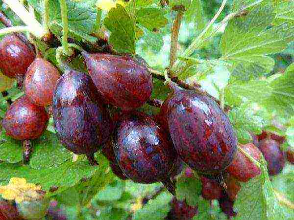 the best gooseberry variety for the Moscow region