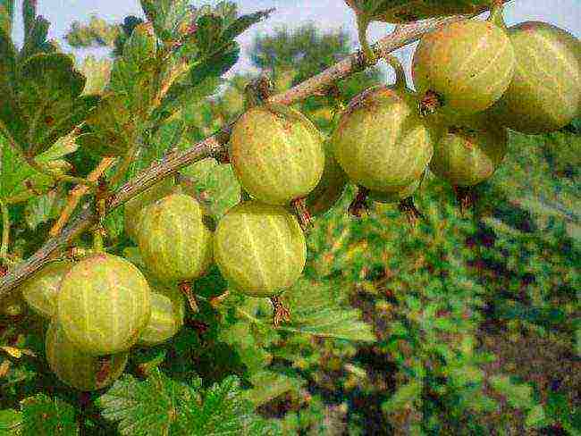 the best gooseberry variety for the Moscow region
