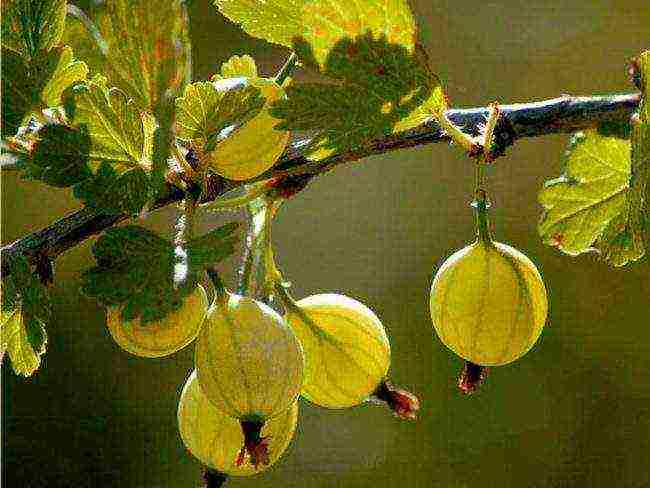 the best gooseberry variety for the Moscow region