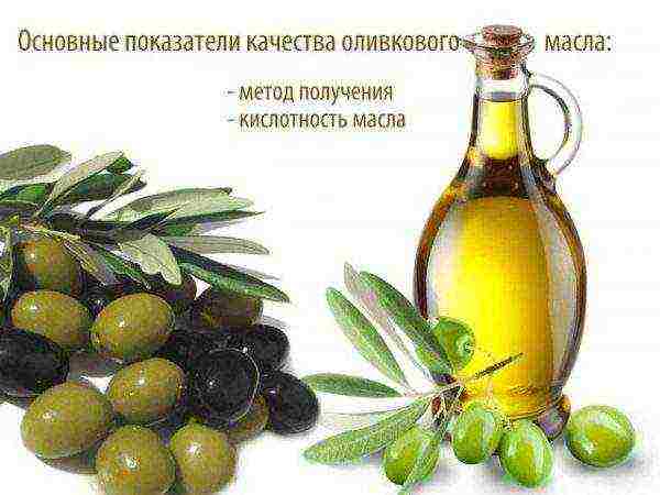 the best grade of olive oil