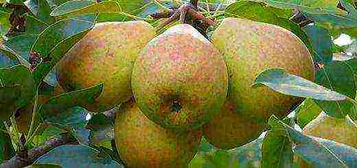 the best variety of autumn pear