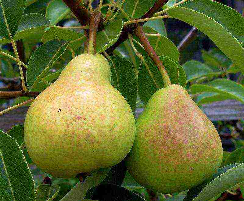 the best variety of autumn pear