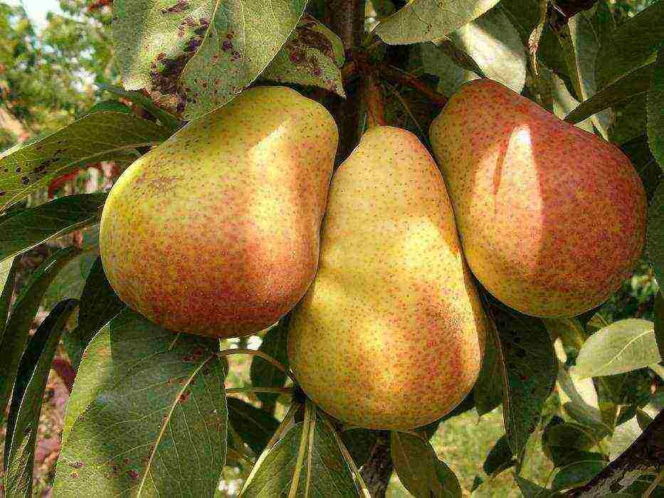 the best variety of autumn pear