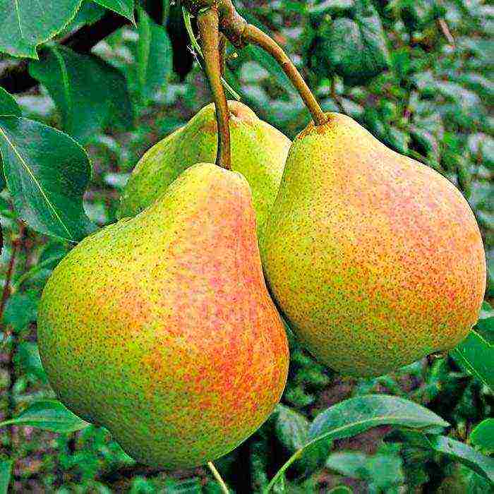 the best variety of autumn pear