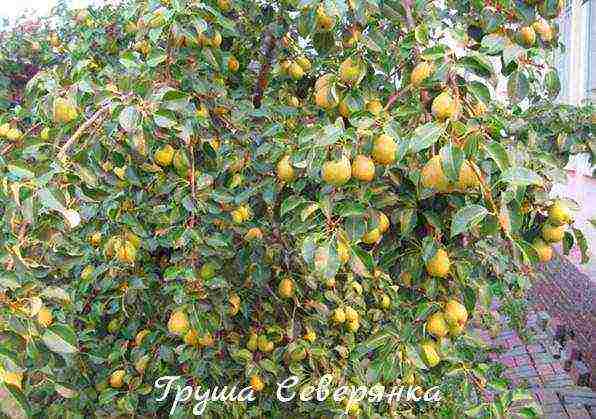 the best variety of autumn pear