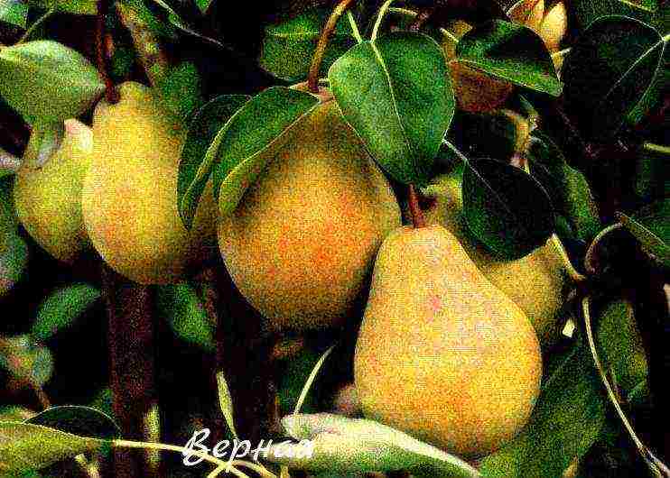 the best variety of autumn pear