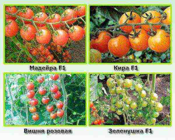 the best variety of cherry tomatoes