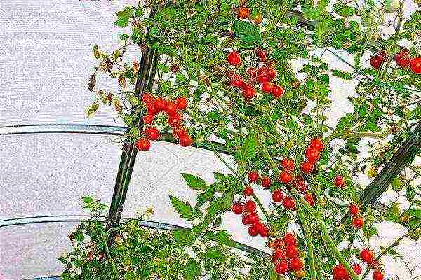 the best variety of cherry tomatoes