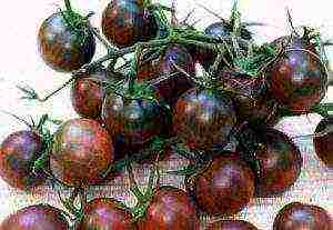 the best variety of cherry tomatoes