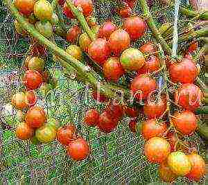 the best variety of cherry tomatoes