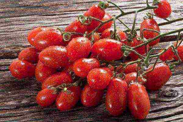 the best variety of cherry tomatoes