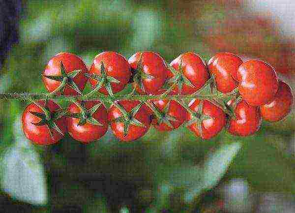 the best variety of cherry tomatoes