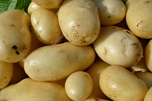 best variety early potatoes